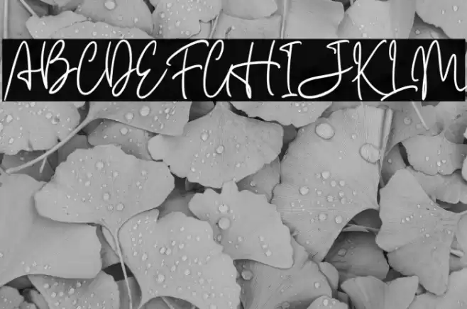 Carnollia Signature Personal Us Font examples