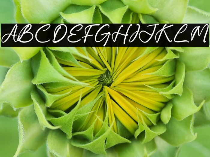 Carolena Narashy Fonte examples