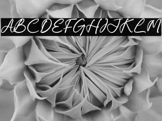 Carolena Narashy Font examples