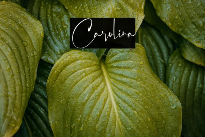 Carolina Example 3