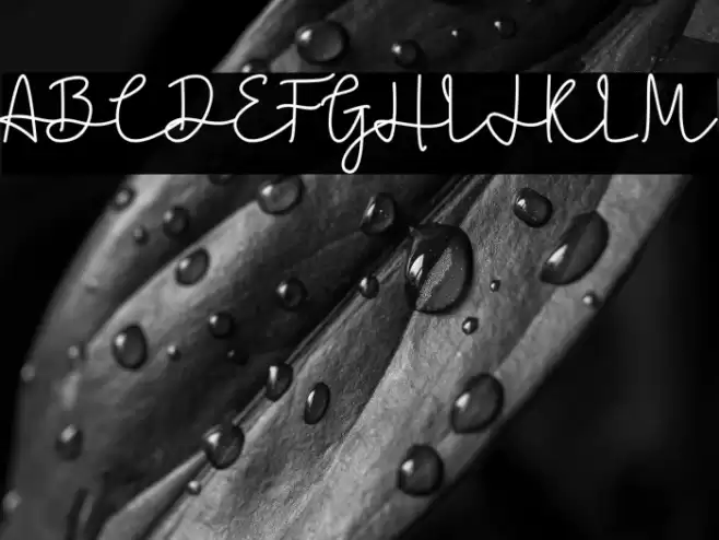 Caroline Bellish Font examples