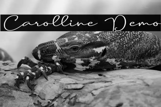 Carolline Demo Caratteri examples