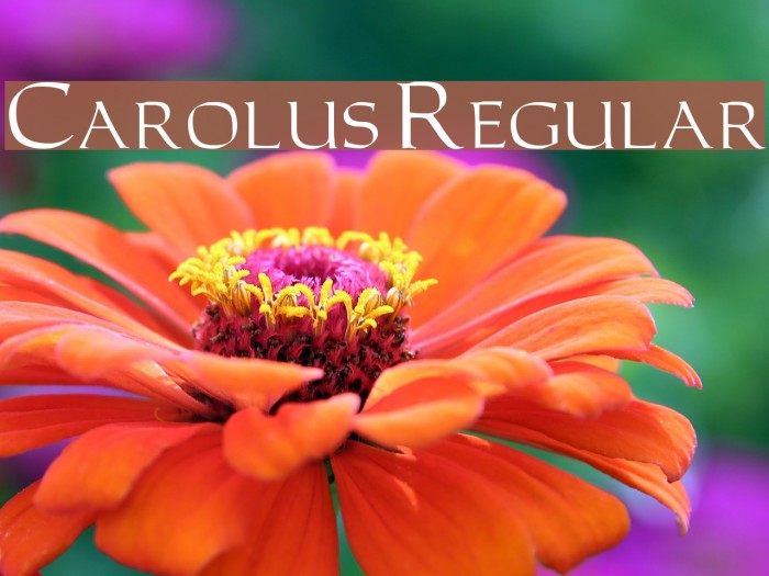 Carolus Regular Font examples
