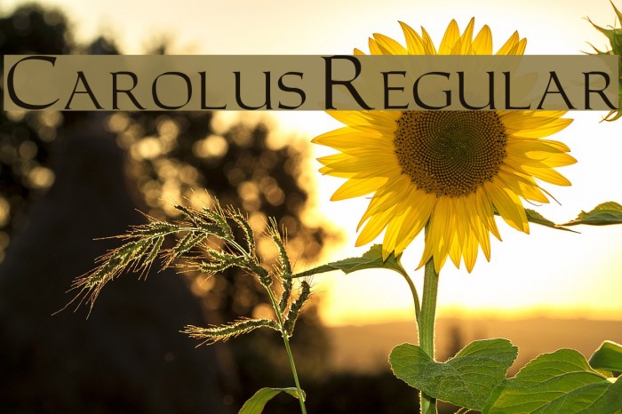 Carolus Regular Font examples