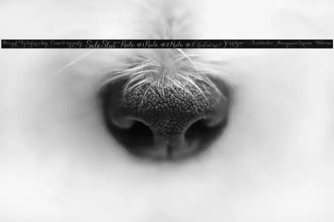 CarolynaWords Font examples