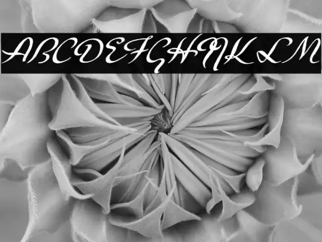 Carpete Font examples