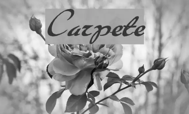 Carpete Font examples