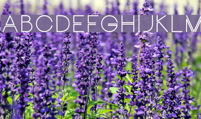 CarrinadyBold Example 2