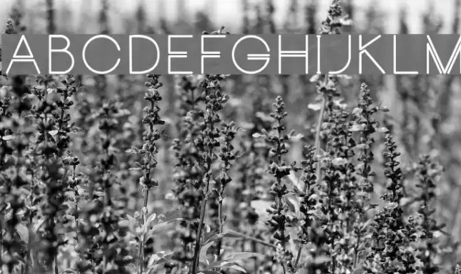 CarrinadyBold Font examples