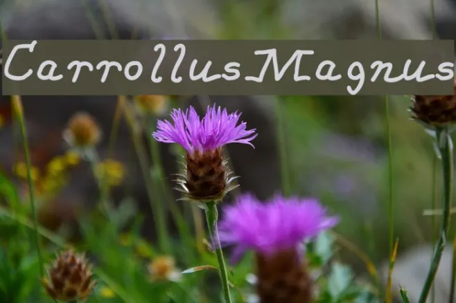 CarrollusMagnus Example 3