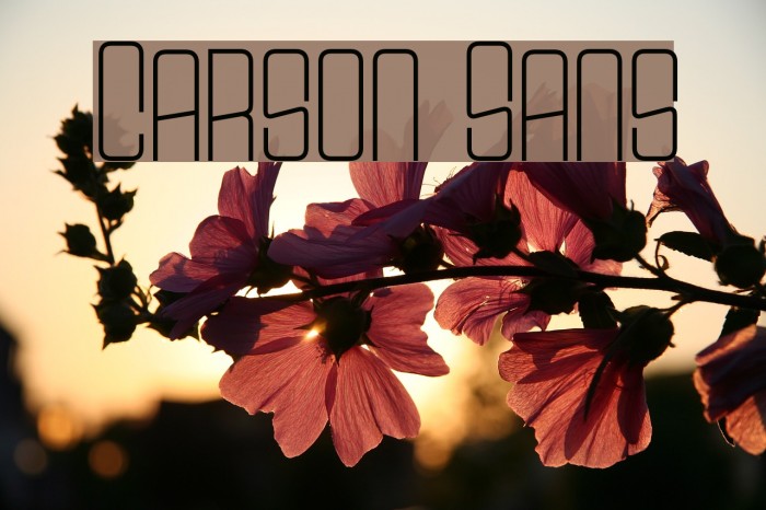 Carson Sans Font examples