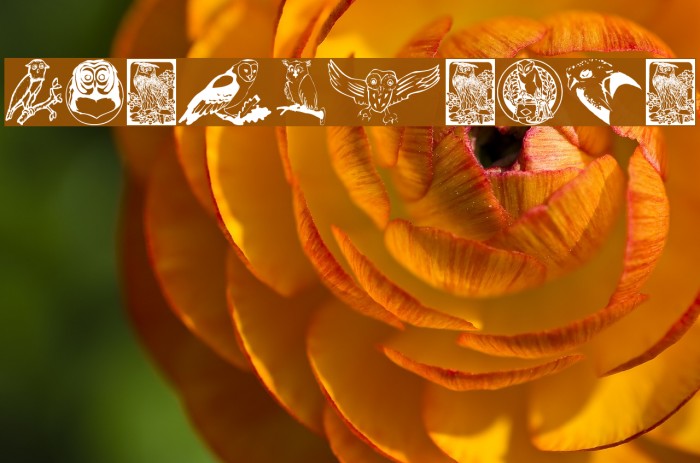 Carsten'sOwls Example 3