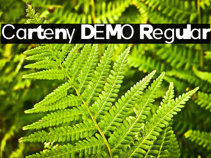 Carteny DEMO Regular Example 2