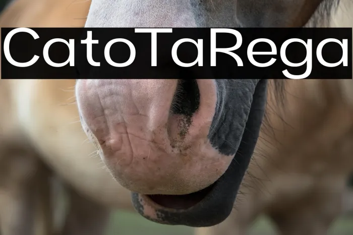 Cartio Trial Regular Example 2