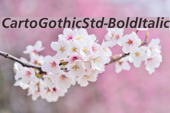 CartoGothicStd-BoldItalic Font examples