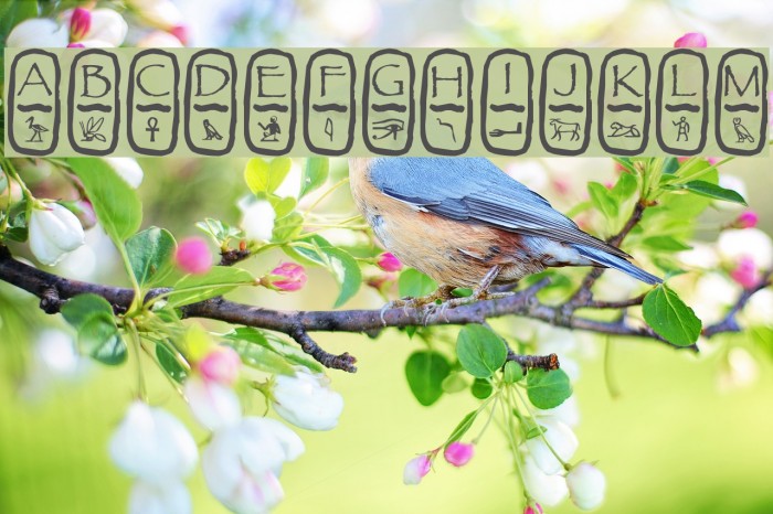 Cartouche Font examples