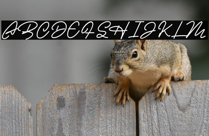 Casablanca Example 2