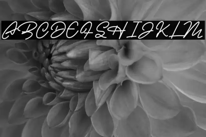 Casablanca Font examples