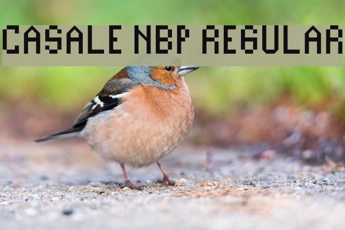 Casale NBP Regular Example 1