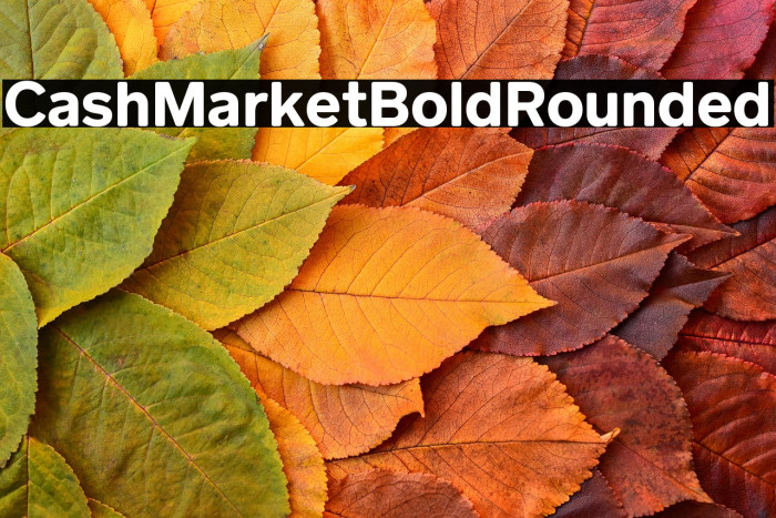 CashMarket Bold Rounded Example 1