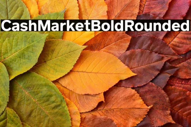CashMarket Bold Rounded Example 1