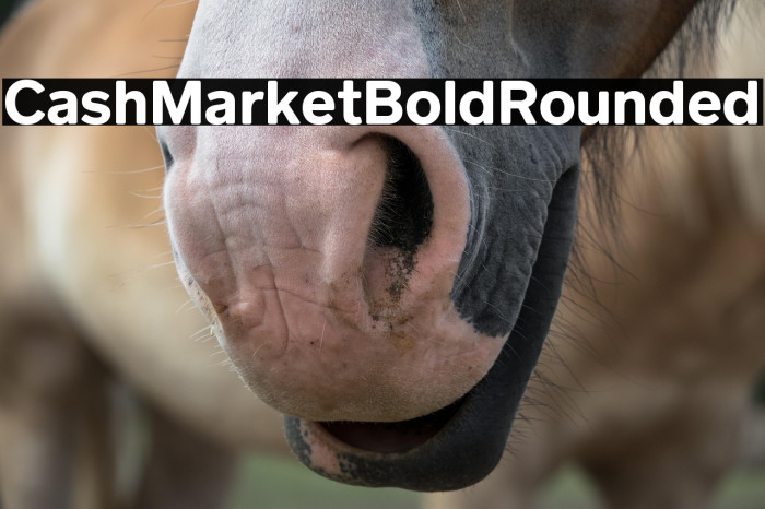 CashMarket Bold Rounded Example 2
