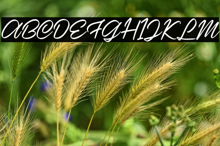 Casira Script Regular Example 1