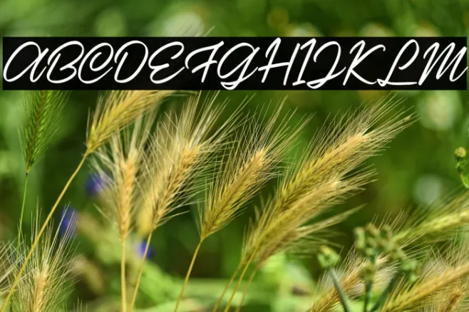 Casira Script Regular Example 1