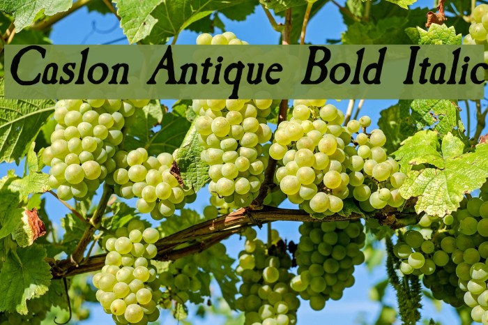 Caslon Antique Bold Italic Font examples