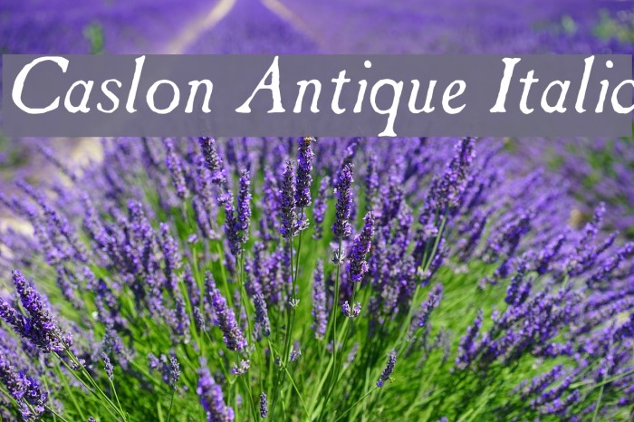 Caslon Antique Italic Font examples