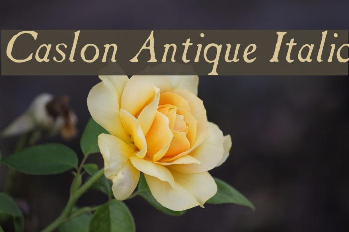 Caslon Antique Italic Font examples