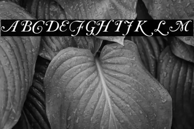 Caslon Initials フォント examples