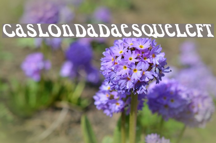 CaslonDadaesqueLeft Font examples