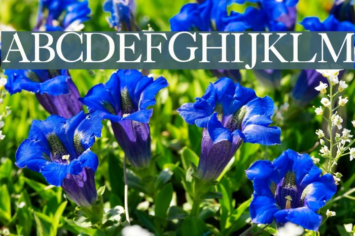 CaslonLightSSK Font examples