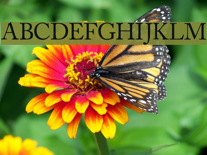 CaslonSSK Font examples