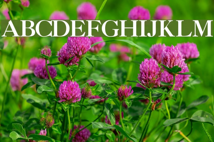 CaslonThreeSSK Font examples