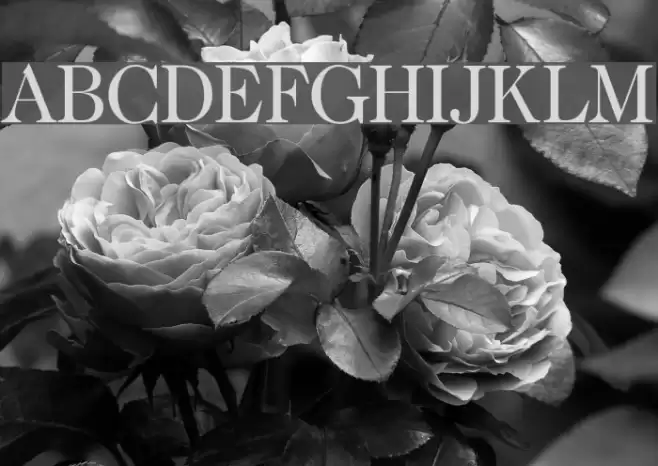 CaslonTwoSSK Font examples