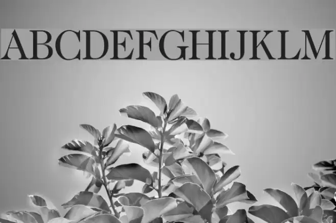 CaslonTwoSSK Font examples