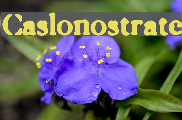 Caslonostrate Font examples