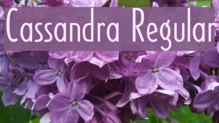 Cassandra Regular Font examples