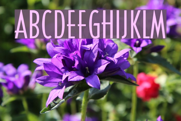 CassandraConden Font examples