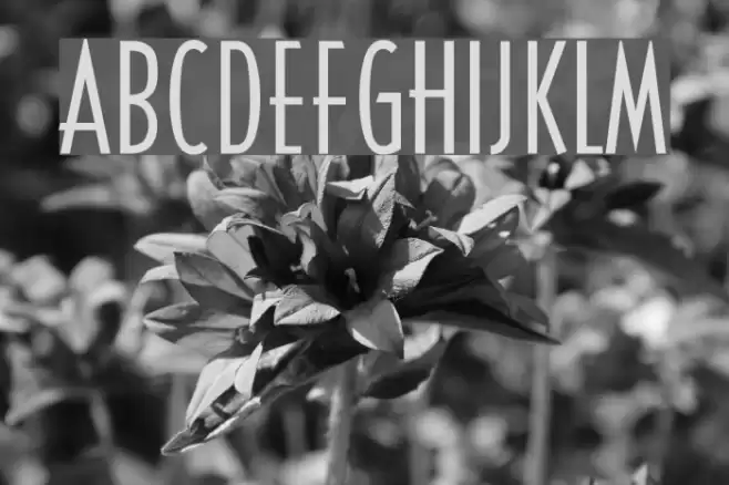 CassandraConden フォント examples