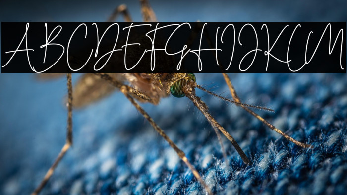 Cassual Signature Example 1