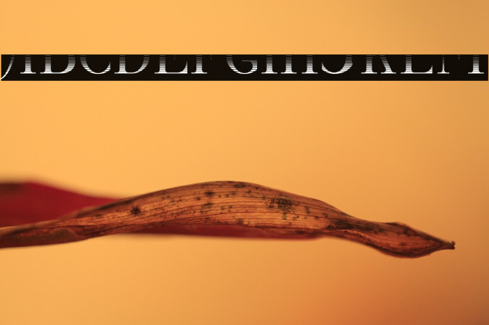 CastawayFillv-MediumInline Example 3