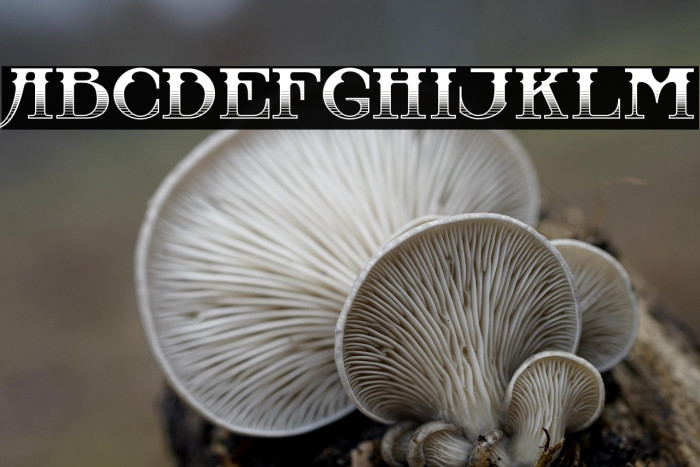 CastawayInlinev-MediumInline Example 1