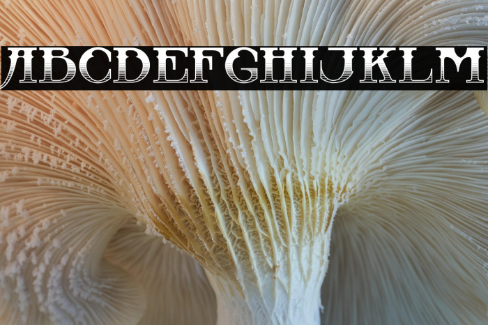 CastawayInlinev-MediumInline Example 2