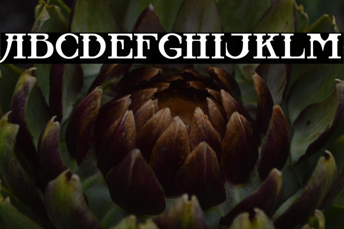 CastawaySolidv-MediumInline Example 2