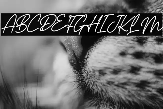 Castello Italic Font examples