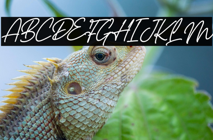 Castello Italic Example 3