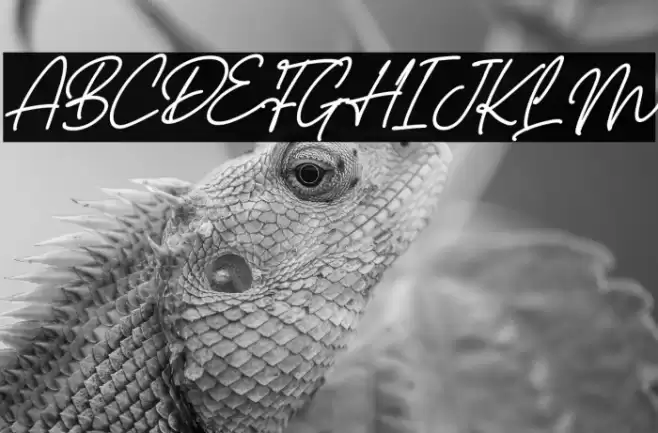 Castello Italic Font examples